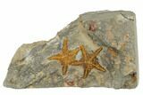Two Ordovician Starfish (Petraster?) Fossils - Morocco #187174-1